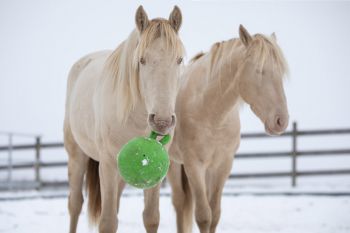 bfdl-winter-12-20-03.jpg