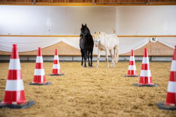 bfdl-Gelassenheitstraining-04.JPG