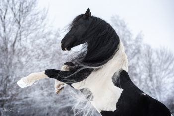 bfdl-winter-01-21-00.jpg