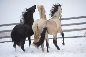 bfdl-winter-12-20-11.jpg