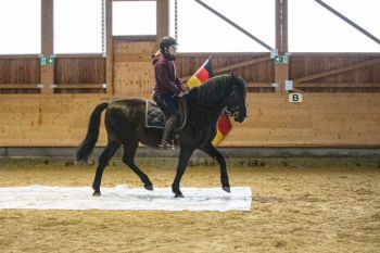 bfdl-Gelassenheitstraining-29.JPG