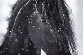 bfdl-winter-01-21-12.jpg