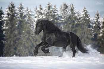 bfdl-winter-01-21-16.jpg