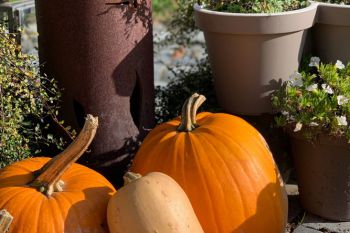 bfdl-Herbst2020-06.jpg