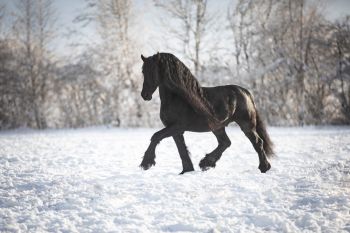 bfdl-winter-01-21-02.jpg