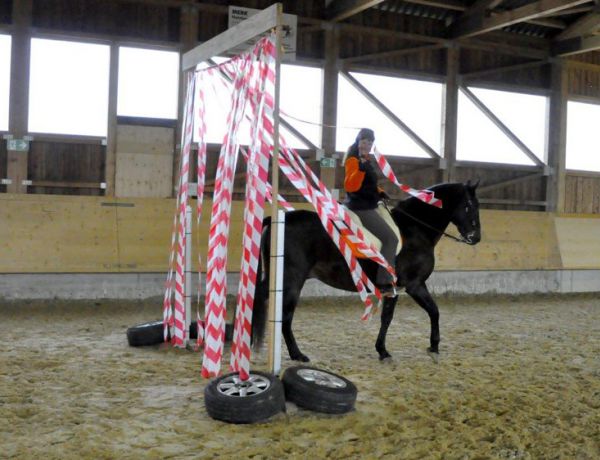 Trail & Working Equitation Kurs