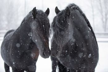 bfdl-winter-01-21-13.jpg