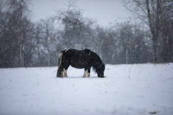 bfdl-winter-01-21-14.jpg