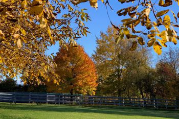 bfdl-Herbst2020-04.jpg