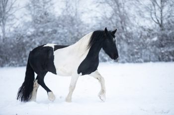 bfdl-winter-01-21-04.jpg