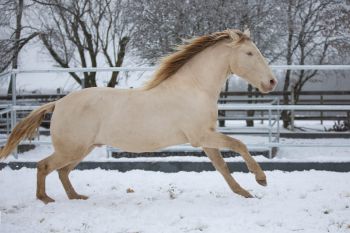 bfdl-winter-12-20-12.jpg