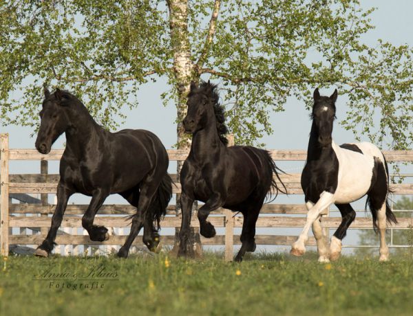 Zip, Zorro und Neo