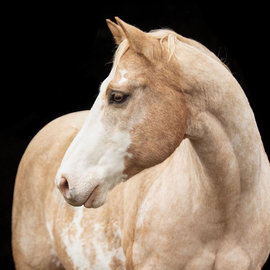 Barockpferdehof Fleur de Lis - Indian Eternaljetstep American Paint Horse